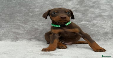 Dobermann dogs - Advert 2