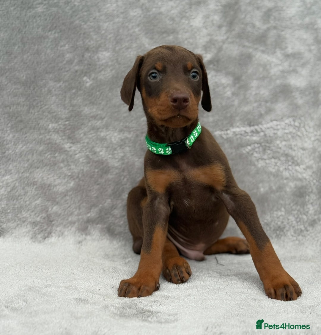 Dobermann dogs for sale: Kc Reg.European Blood lines Doberman Puppies - Image 4