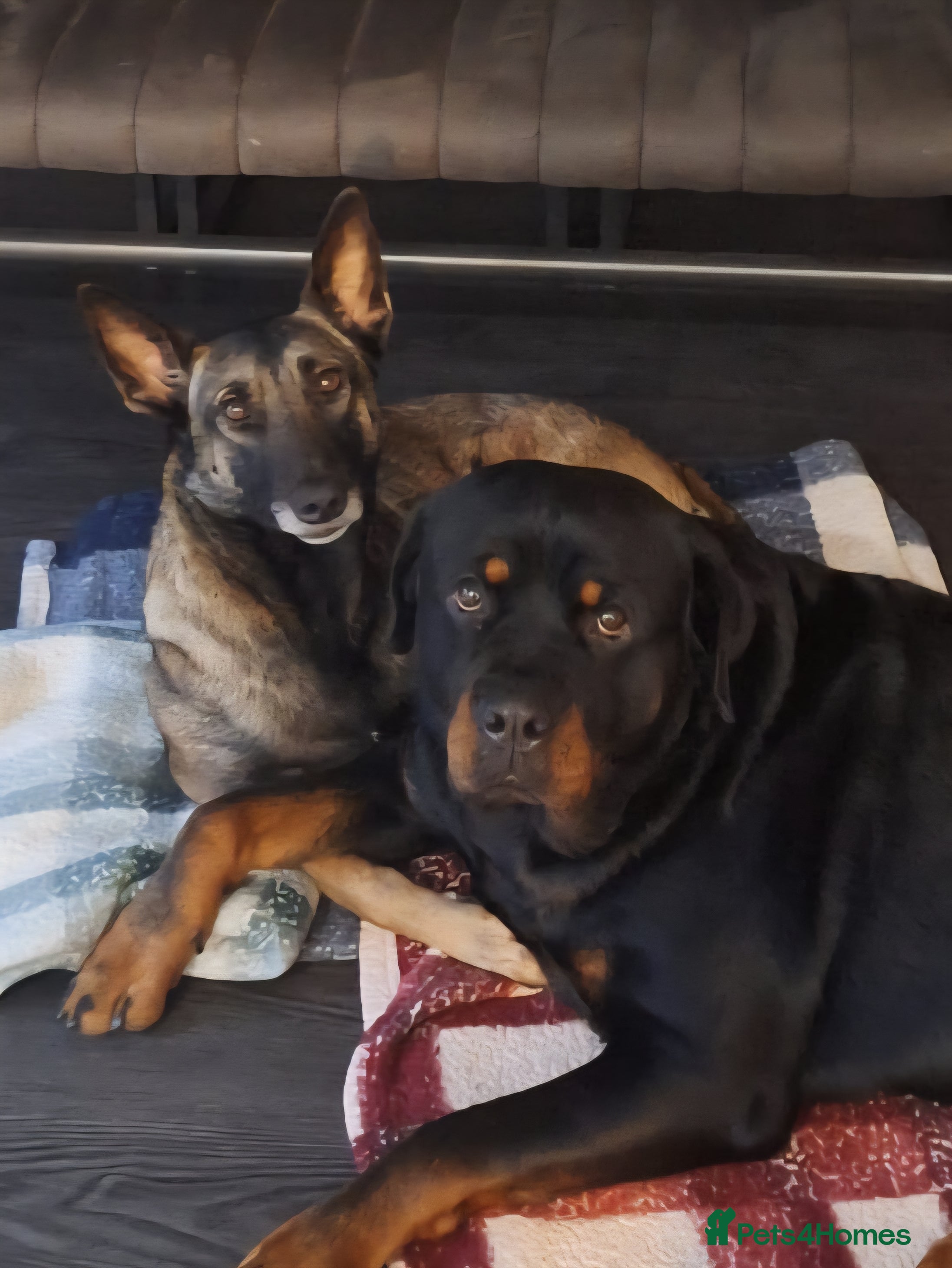 Mixed Breed dogs Rottweiler x malinois (malinweiler) pups - Advert 5