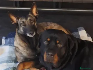 Mixed Breed dogs Rottweiler x malinois (malinweiler) pups - Advert 5