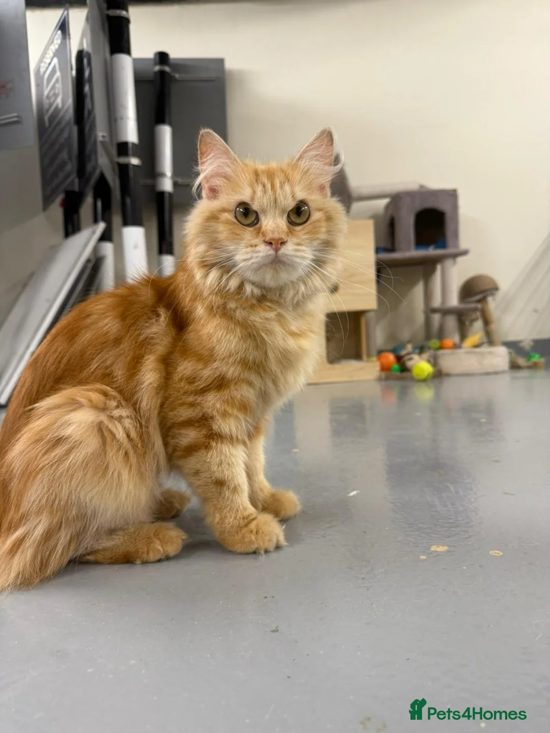 Mixed Breed cats for adoption: HARK-MIX PERSIAN CUDDLY BOY NEUTERED VACCINATED - Advert 3