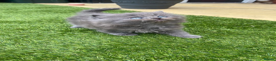 British Longhair Kitten 1