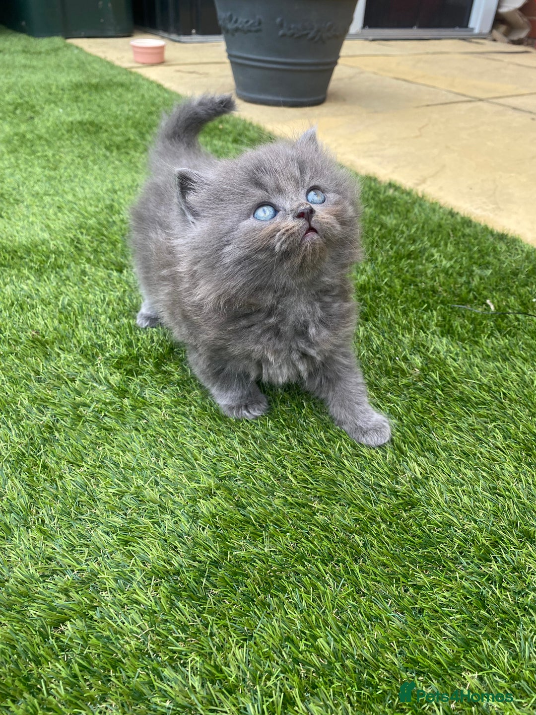British Longhair cats for sale: British longhair kittens with Persian lineage - Image 15