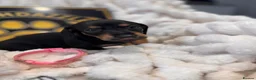 Dachshund dogs for sale: Stuning Kc registered dachshund puppies - Advert 14