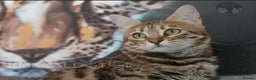 Bengal cats for sale: Pure Pedigree TICA Early Generation Bengal - Advert 16