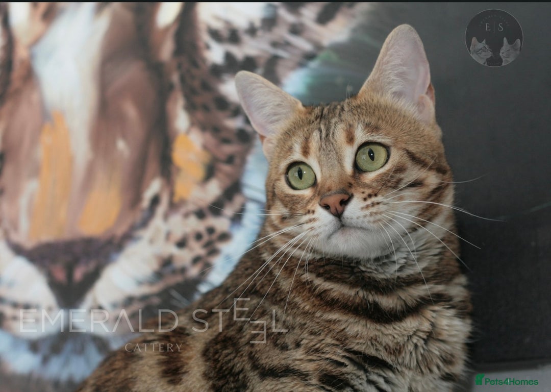 Bengal cats for sale: Pure Pedigree TICA Early Generation Bengal - Advert 16