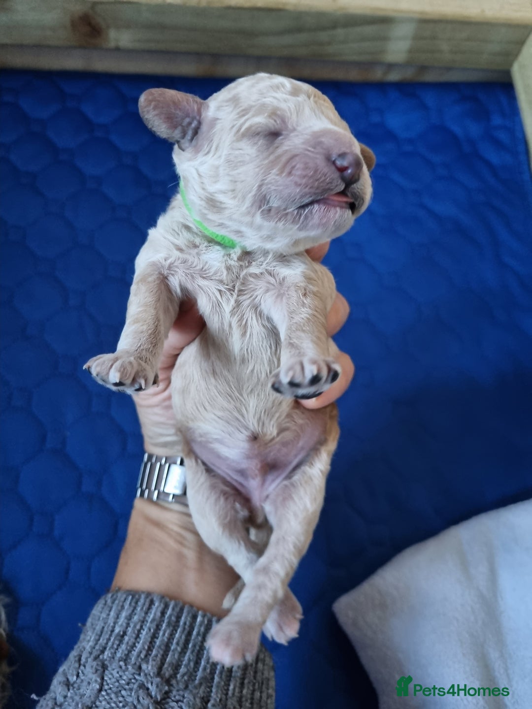 Miniature Poodle dogs for sale: Championline Miniature Poodle exceptional puppy. - Advert 23