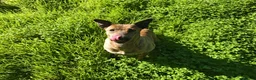 Mixed Breed dogs for adoption: Please Can You Offer Olivia a Home 🏠  - Advert 10