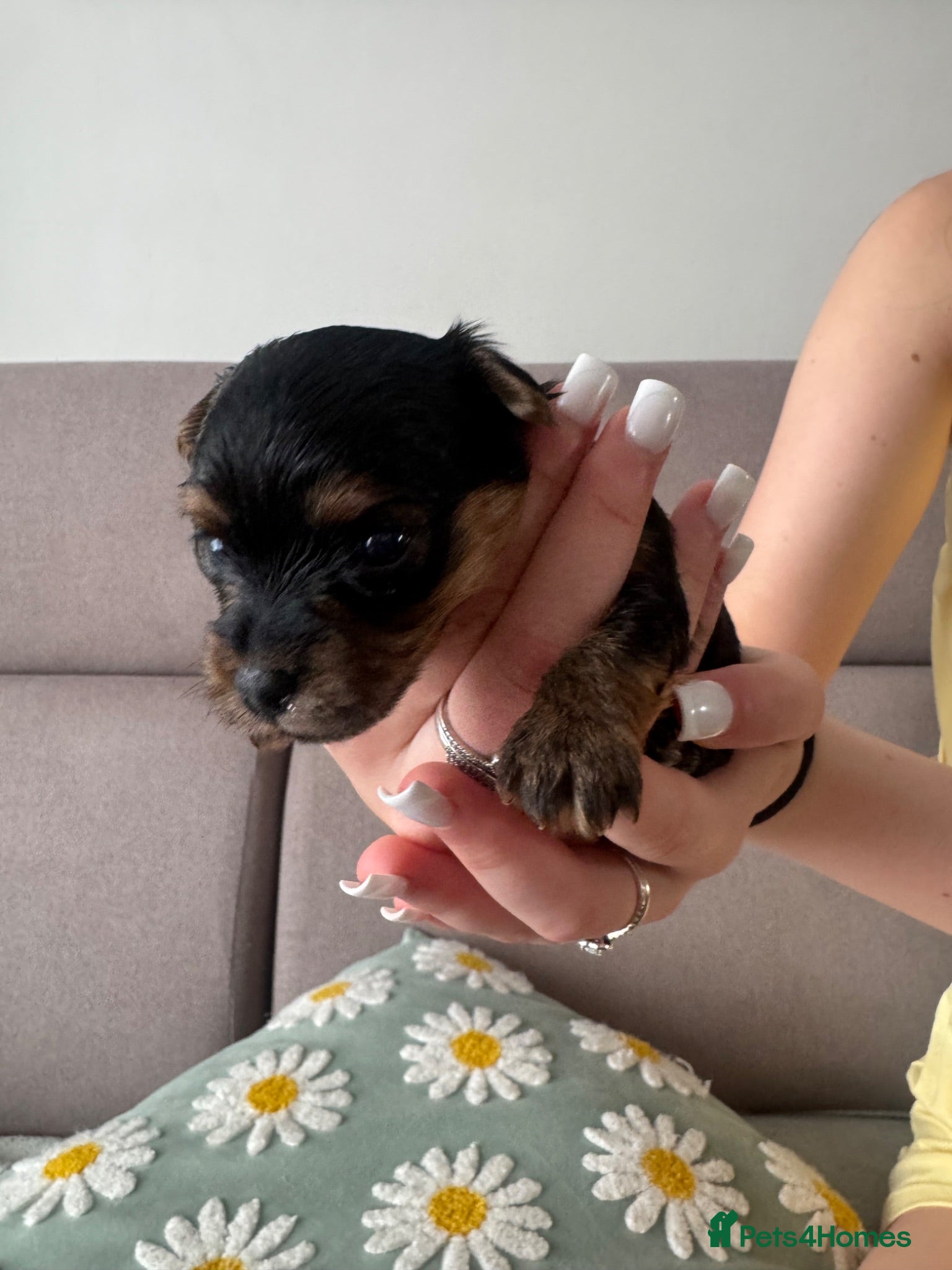 Yorkshire Terrier dogs GIRL YORKSHIRE TERRIER FOR SALE IN PORTSMOUTH  - Advert 2