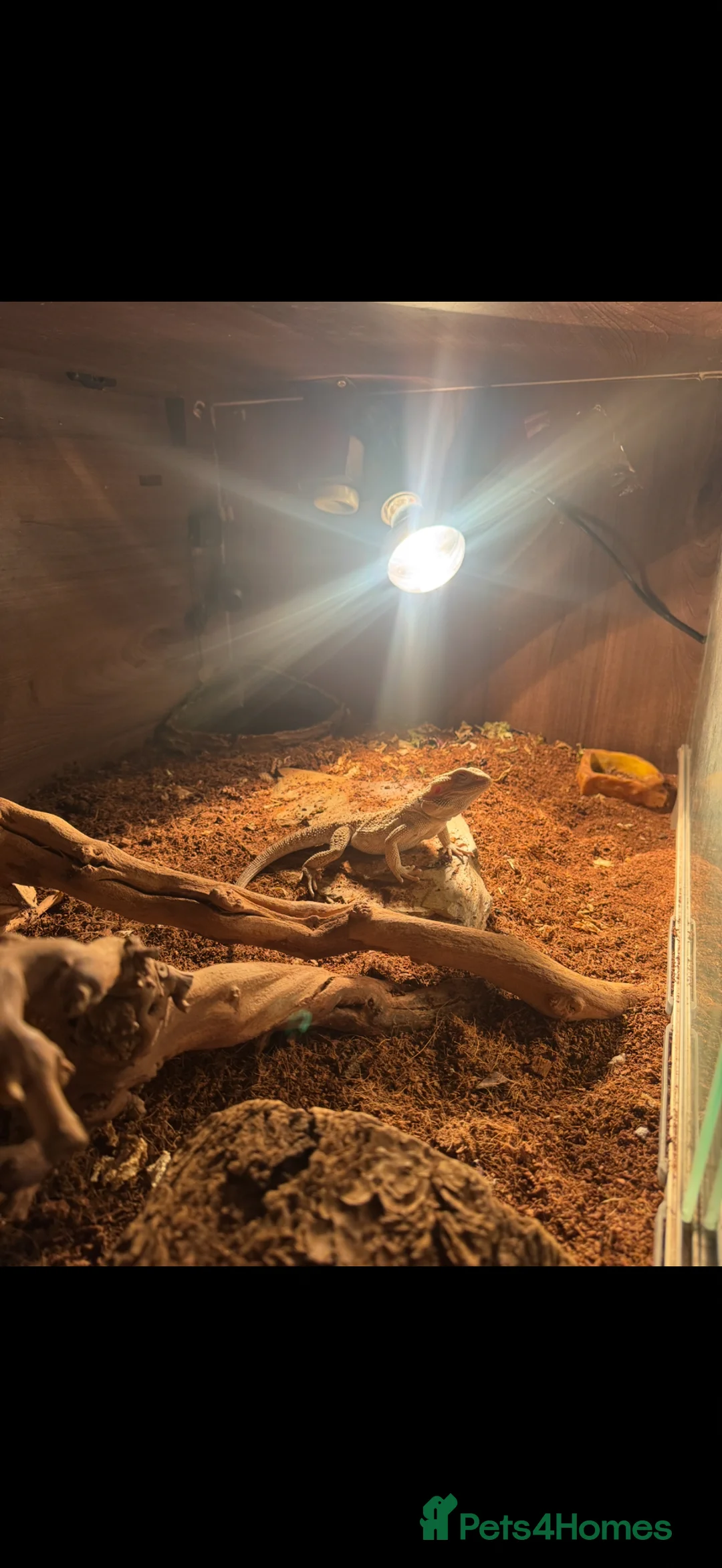 Bearded Dragon reptiles for sale: Blood red bearded dragon with Viv  in Clacton-on-Sea - Advert 4