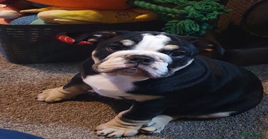 English Bulldog dogs - Advert 3