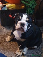 English Bulldog dogs - Advert 7