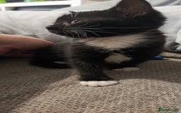 Mixed Breed cats for sale: 3 beautiful kittens looking for their forever home - Image 25