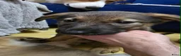 Mixed Breed dogs for sale: Beautiful females - Advert 5