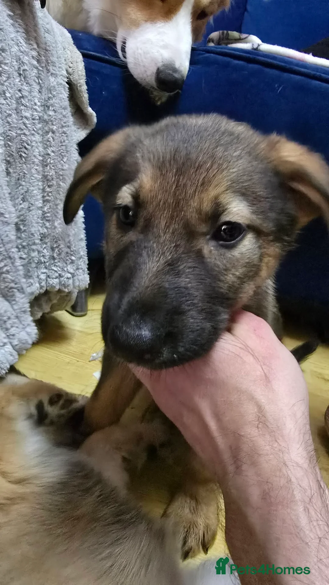 Mixed Breed dogs for sale: Beautiful females - Advert 5