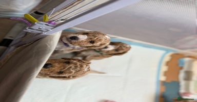 Miniature Poodle dogs - Advert 13