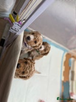 Miniature Poodle dogs - Advert 2