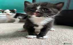 British Longhair cats for sale: Three adorable kittens  - Image 33