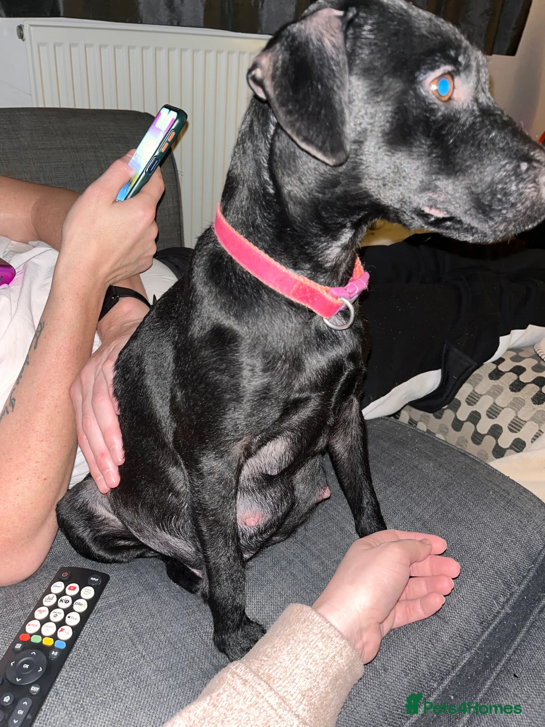 Mixed Breed dogs for sale: Patterdale x Lhasa apso puppies for sale  - Advert 5