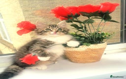 Russian Blue cats for sale:  2 adorable russain blue kittens for SALE - Image 9