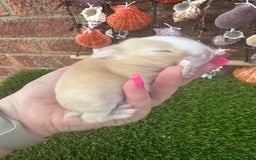 Mini Lop rabbits for sale: Stunning mini lops - Image 12