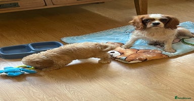 Cavapoo dogs - Advert 15