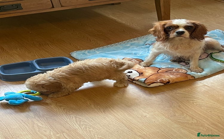 Cavapoo dogs - Advert 1