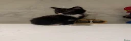 Brazilian Shorthair cats for sale: 2-3 months old kittens  - Advert 4