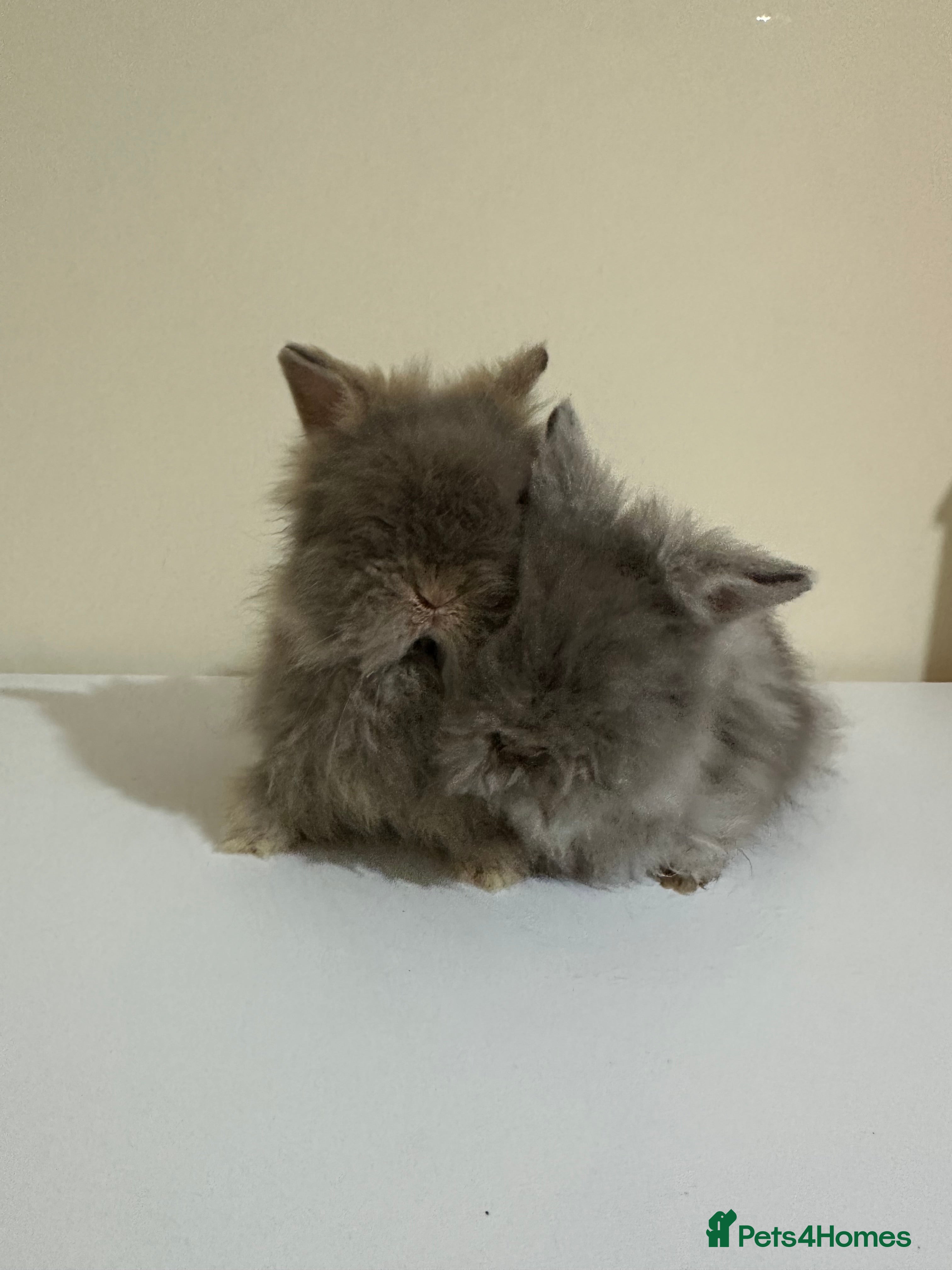Angora rabbits Teddy Dwerg, Dwarf Baby Rabbits  - Advert 1