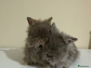 Angora rabbits Teddy Dwerg, Dwarf Baby Rabbits - Advert 4