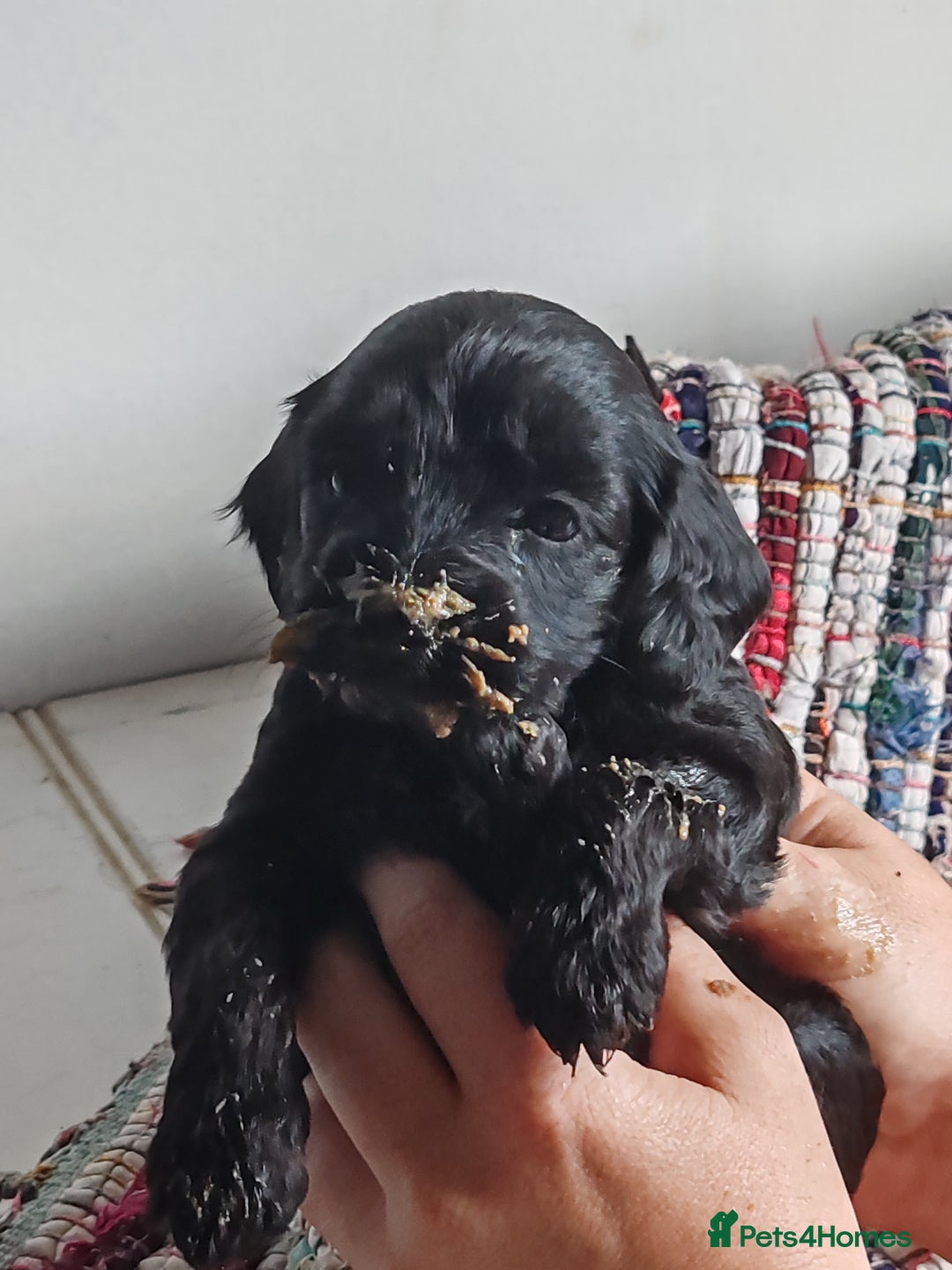 Bordoodle dogs for sale: Borderdoodle  Free five weeks insurance  - Image 6