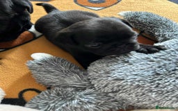 Pug dogs for sale: KCreg pug puppies for sale. - Image 15