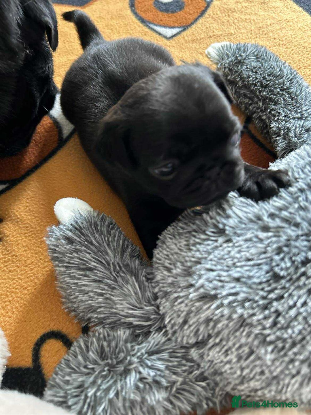 Pug dogs for sale: KCreg pug puppies for sale. - Image 15