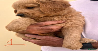 Goldendoodle dogs - Advert 4