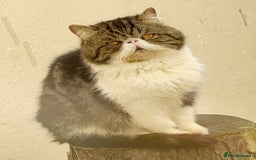 Persian cats for sale: Show Quality Champion Lines Boys For Sale 🏆  - Image 2