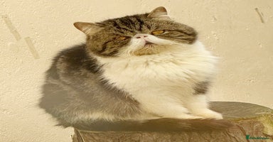 Persian cats - Advert 13