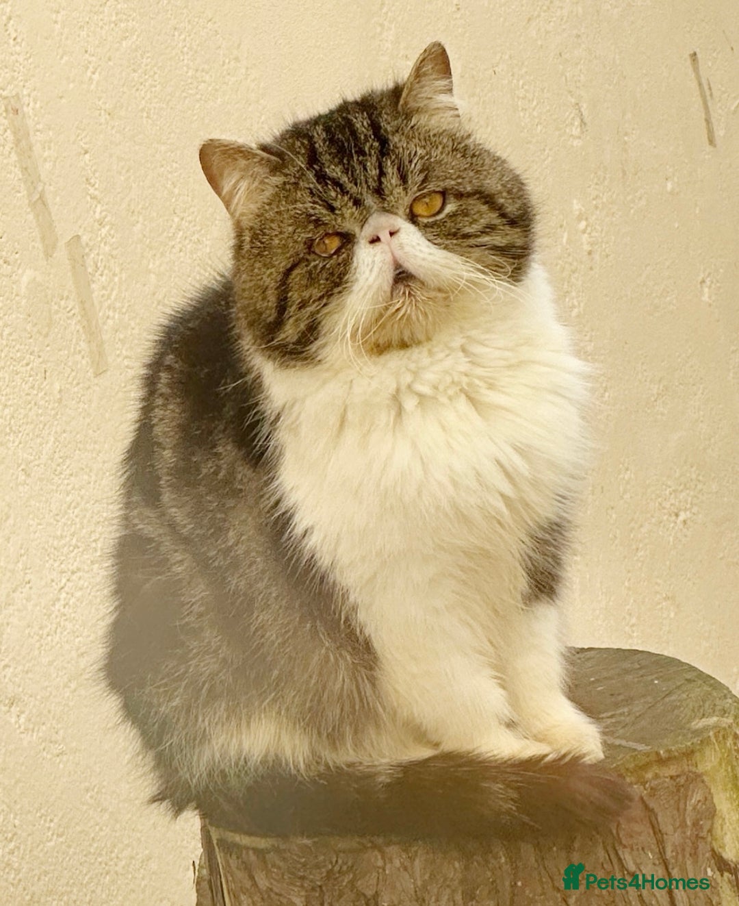Persian cats for sale: Show Quality Champion Lines Boys For Sale 🏆  - Image 2