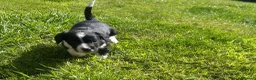 Mixed Breed dogs for sale: Sprollies  - Advert 2
