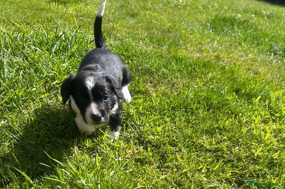 Mixed Breed dogs for sale: Sprollies  - Advert 2