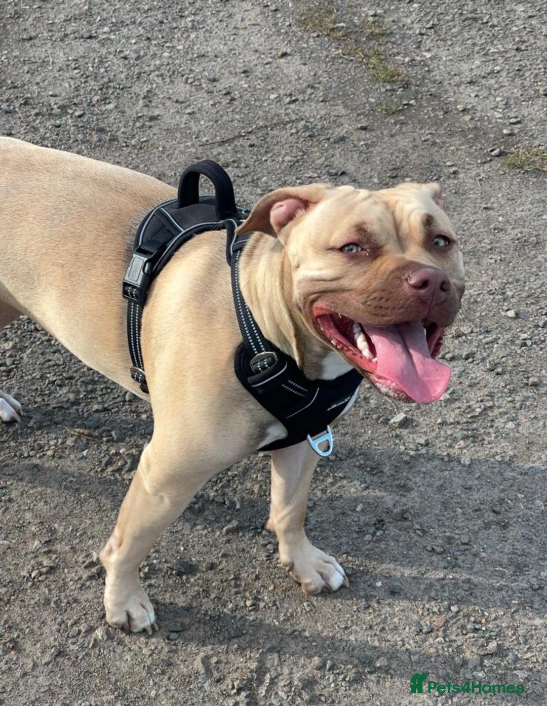 American Bully dogs for sale: Puppies American pocket bully - Image 12