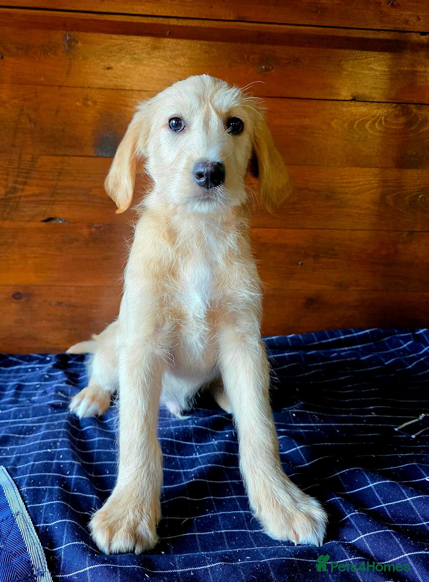 Labradoodle dogs Gold Labradoodle boy puppy - Advert 7