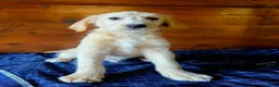 Labradoodle dogs for sale: Gold Labradoodle boy puppy - Advert 1