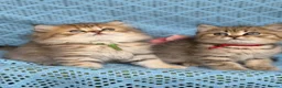 British Longhair cats for sale: British Longhair golden shaded kittens TICA - Advert 4