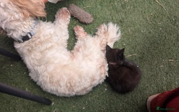 Mixed Breed cats for sale: Beautiful fluffy kittens, mum Persian X mainecoon  - Image 13