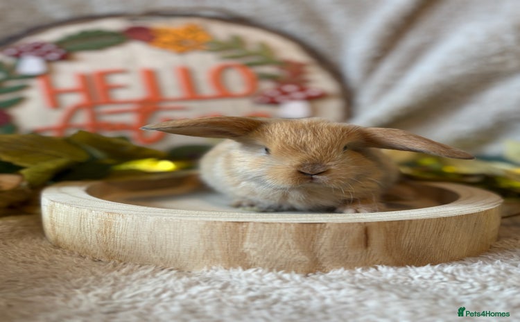 Mini Lop rabbits - Advert 10