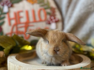 Mini Lop rabbits - Advert 2