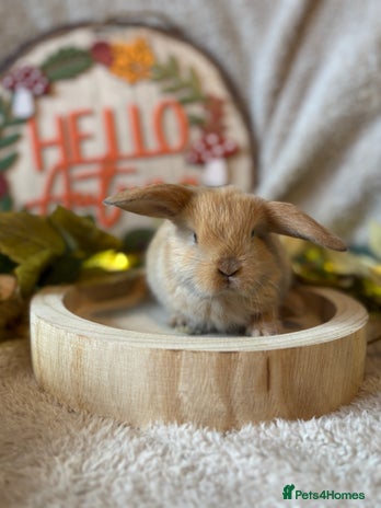 Mini Lop rabbits - Advert 4