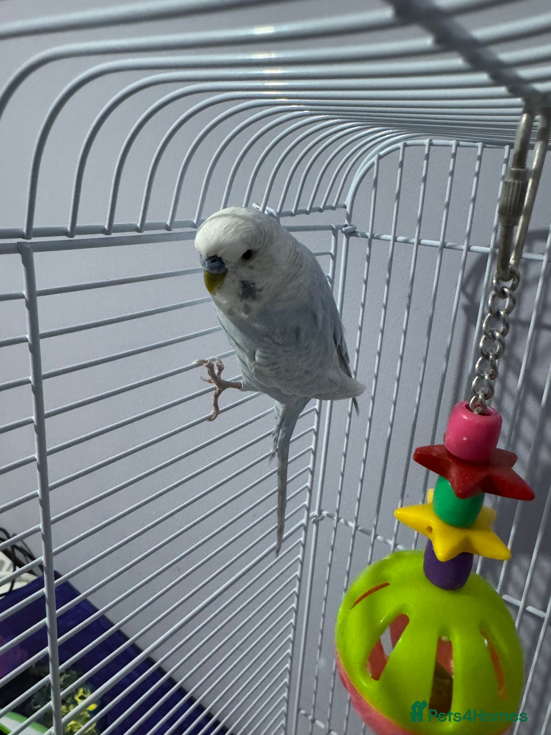 Budgerigars birds for sale: Beautiful Blue Boy  - Advert 3