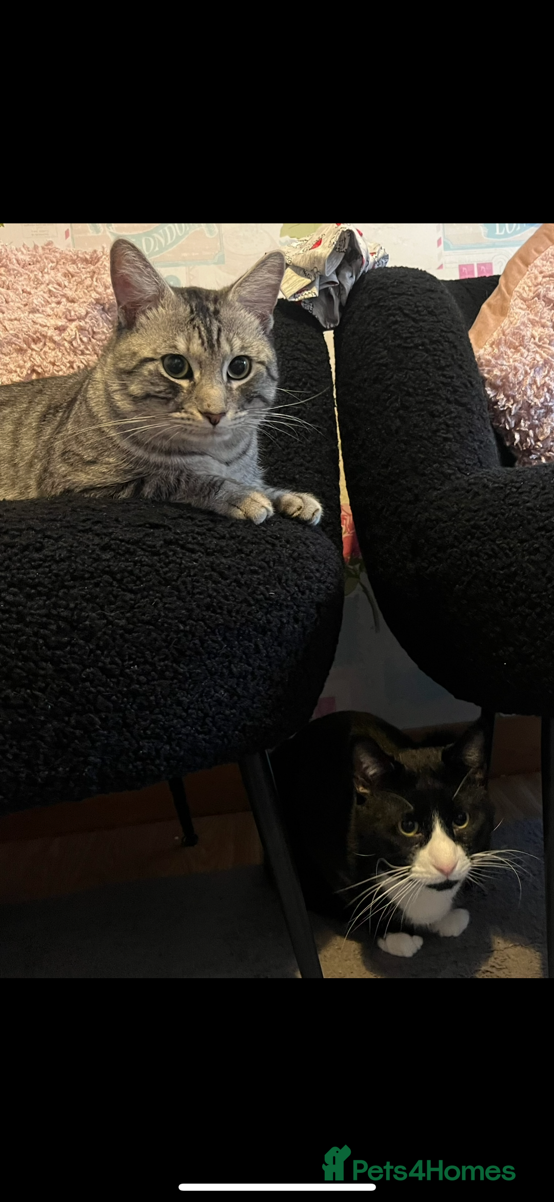 Domestic Shorthair cats for sale: 2 boys and 1 girl!  - Image 3