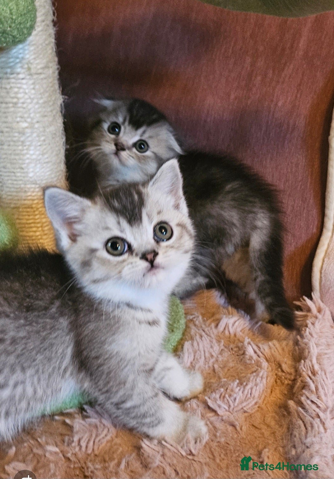 British Shorthair cats for sale: BRITISH SHORTHAIR X SCOTTISH FOLD - Advert 2